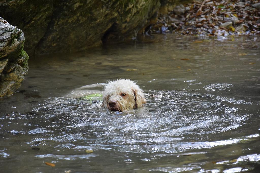 Guest House Lagotto'S Peak Radatovici Luaran gambar