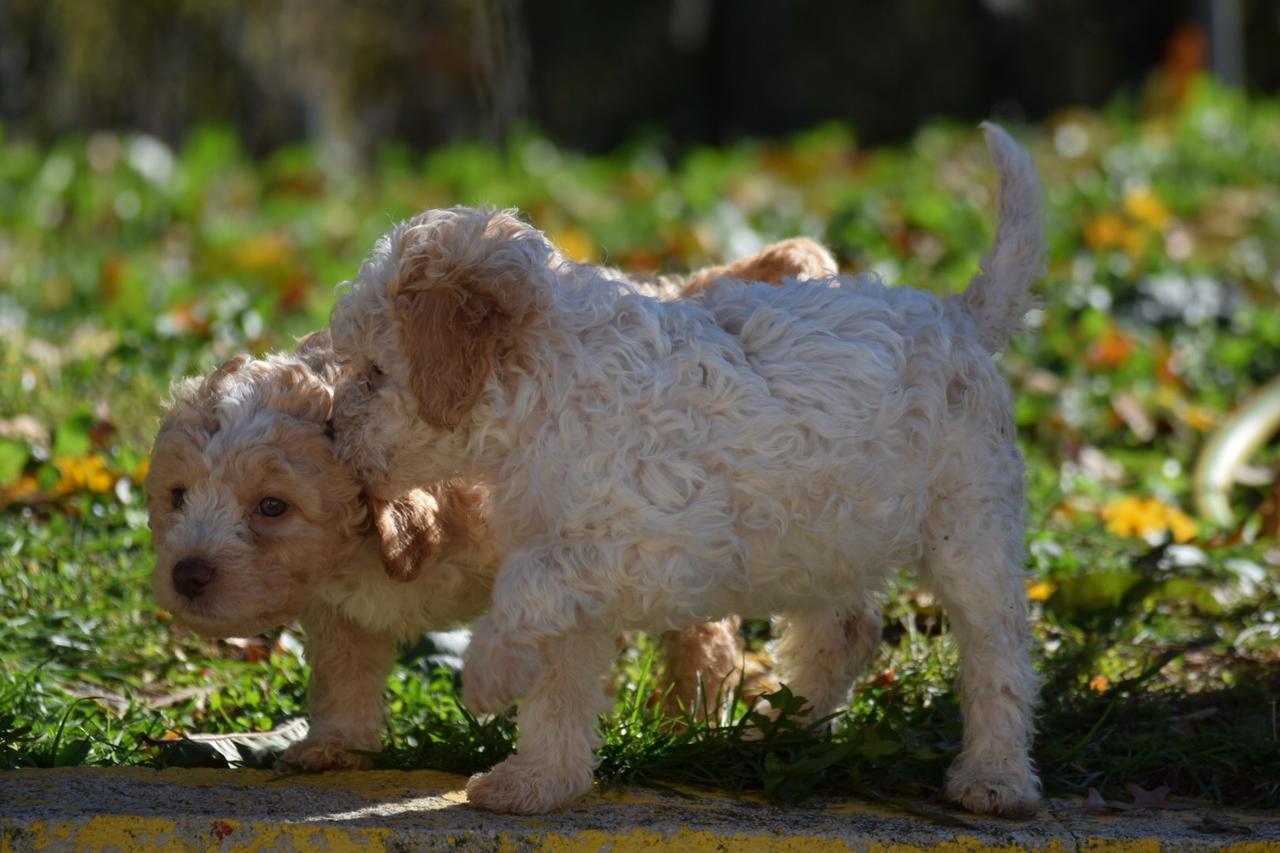 Guest House Lagotto'S Peak Radatovici Luaran gambar