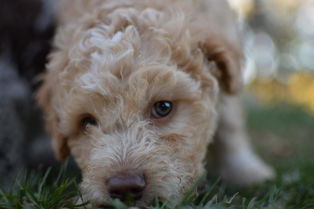 Guest House Lagotto'S Peak Radatovici Luaran gambar